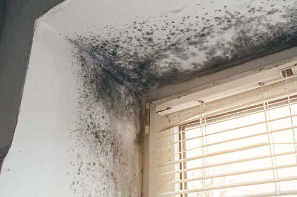 Trusted Attic Mold Removal service in Suitland, MD - Cheap Mold Removal